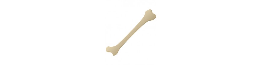 Knochen